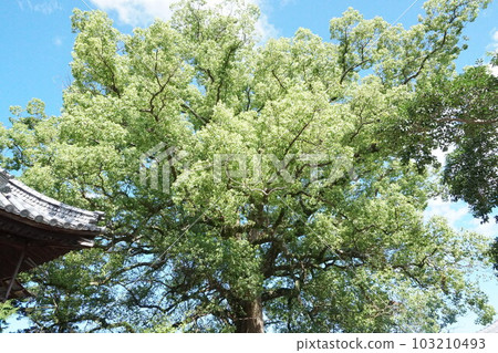 Shikoku 88 places, camphor tree of Shiramine shrine of Emperor Temple Shikoku 88 places, camphor tree of Shiramine shrine of Emperor Temple 103210493