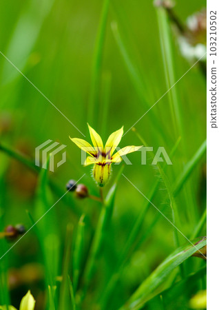 Yellow flowers of Niwazekisho 103210502