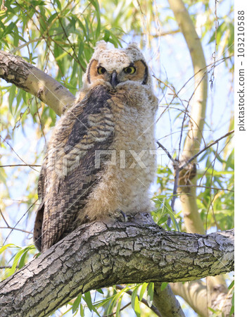 Great-horned Owl baby perched on a tree branch in the forest, Quebec, Canada 103210588