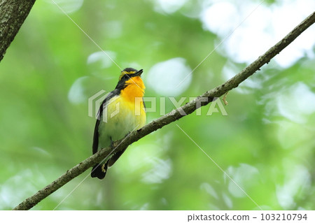 Yellow Bird "Male Ficedula" Yellow Bird "Male Ficedula" 103210794