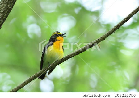 Yellow Bird "Male Ficedula" Yellow Bird "Male Ficedula" 103210796