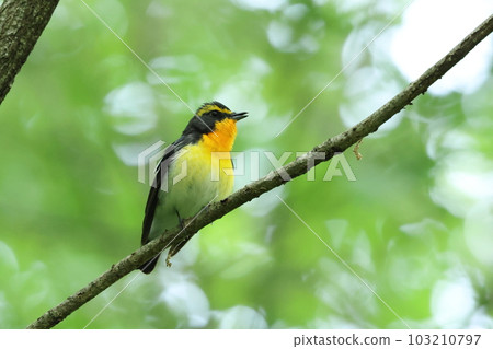Yellow Bird "Male Ficedula" Yellow Bird "Male Ficedula" 103210797