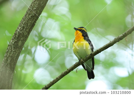 黃鳥“雄性 Ficedula” 黃鳥“雄性 Ficedula” 103210800