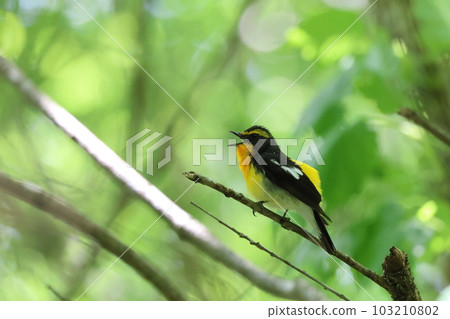 Yellow Bird "Male Ficedula" 103210802