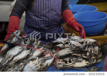 Landscape of Sorae Port Fisheries Market in Korea Landscape of Sorae Port Fisheries Market in Korea 103210918