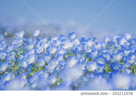 Nemophila of Ibaraki prefecture government-run Hitachi beach park in full bloom Nemophila of Ibaraki prefecture government-run Hitachi beach park in full bloom 103211039