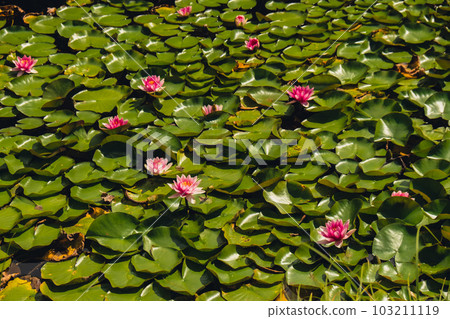 From above of bright blooming pink water lotus flowers growing among lush green leaves on calm pond. Red water lily or lotus flower Attraction in the pond. Magic close-up of Nymphaea Flower landscape 103211119