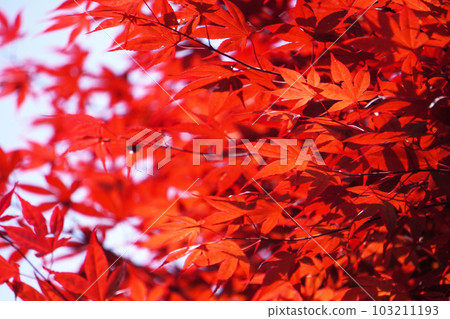 bright red autumn leaves 14 bright red autumn leaves 14 103211193