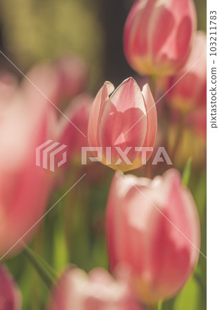 Ibaraki Prefecture Hitachi Seaside Park Tulips in full bloom 103211783