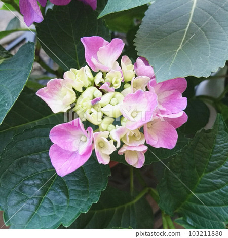 盛開的粉紅色繡球花 103211880