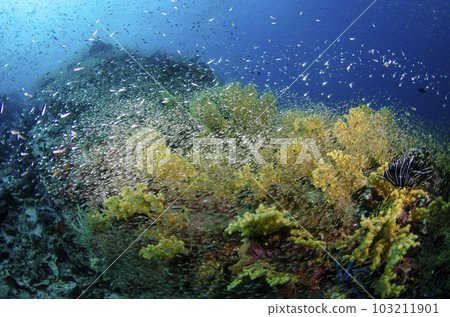 一群魚和一隻黃山羊(泰國斯米蘭)。6 一群魚和一隻黃山羊(泰國斯米蘭)。6 103211901