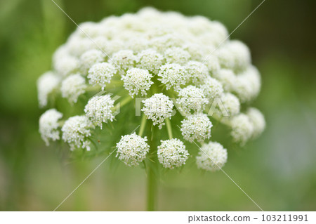 Carrot flower 103211991