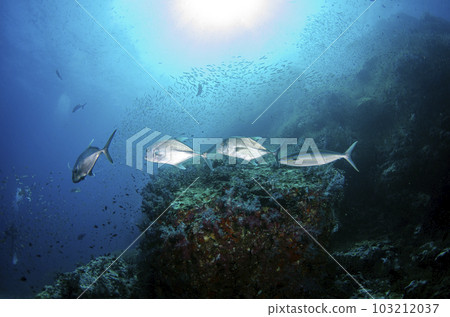 Horse mackerel, Tsumburi, wide photo (Similan, Thailand).1 103212037