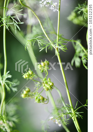 香菜果實 香菜果實 103212195