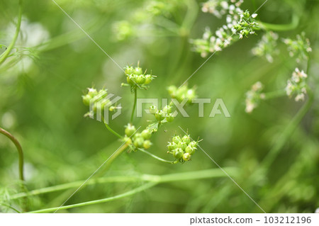 香菜果實 香菜果實 103212196