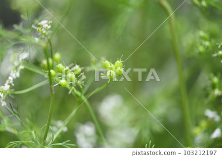 香菜果實 103212197