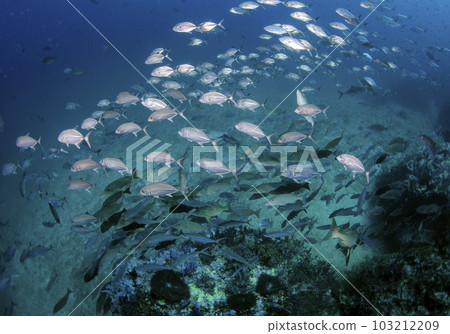 Bigeye Trevally 學校(泰國斯米蘭)3 Bigeye Trevally 學校(泰國斯米蘭)3 103212209