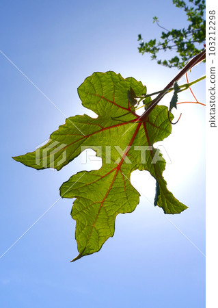 背光葉脈 103212298