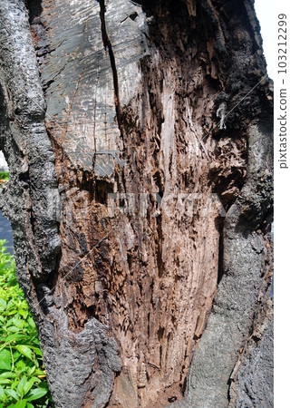 damaged and cracked tree trunk 103212299