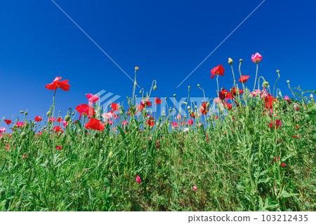 Poppy field with blue sky Poppy field with blue sky 103212435