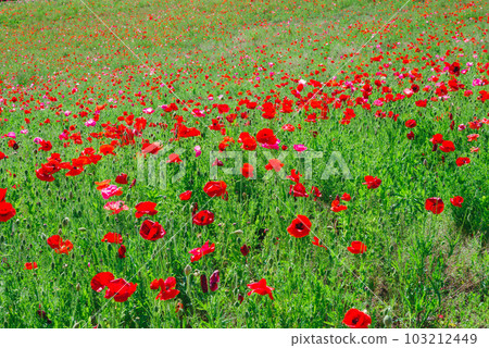 天空的天空 103212449