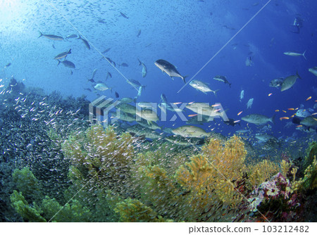 Flock of fox snapper and red snapper (Similan, Thailand).3 Flock of fox snapper and red snapper (Similan, Thailand).3 103212482