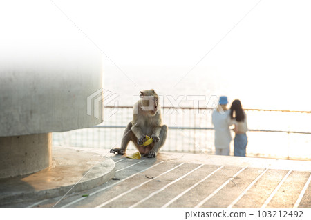 Macaque eating banana, focus selective Macaque eating banana, focus selective 103212492