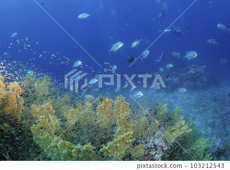 大眼鰺和黃色軟珊瑚群(泰國斯米蘭) 大眼鰺和黃色軟珊瑚群(泰國斯米蘭) 103212543