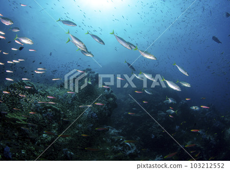 一群竹莢魚和香蕉火鍋（泰國斯米蘭） 103212552