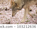Timber wolf and cherry blossoms 103212636