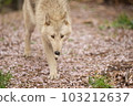 Timber wolf and cherry blossoms 103212637