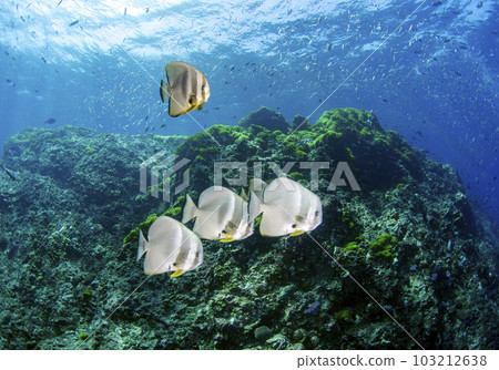 蝙蝠魚(泰國斯米蘭)1 蝙蝠魚(泰國斯米蘭)1 103212638