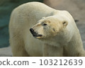 Shirokuma 103212639