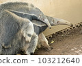 giant anteater parent and child 103212640