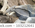 Giant anteater family 103212641