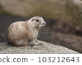 Prairie dock cute 103212643