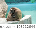 Parent and child of monkey 103212644