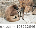 Parent and child of monkey 103212646