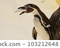 Penguins swallow fish whole 103212648