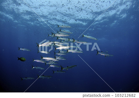 一群黑鰭梭魚(泰國斯米蘭)。1 一群黑鰭梭魚(泰國斯米蘭)。1 103212682