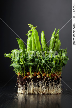 Fresh pea pods and microgreen sprouts. Fresh pea pods and microgreen sprouts. 103212756