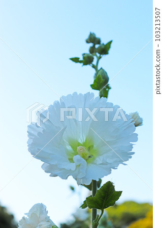white hollyhock flowers white hollyhock flowers 103213507