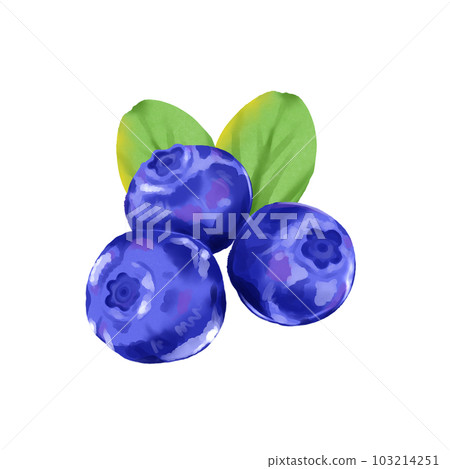 blueberry 103214251