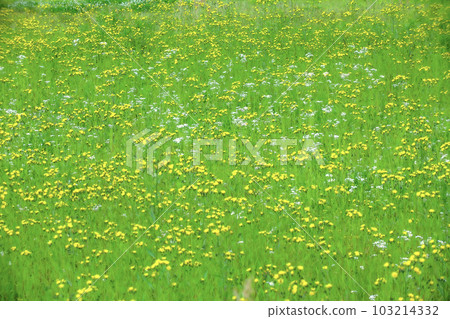 春慶 春慶 103214332