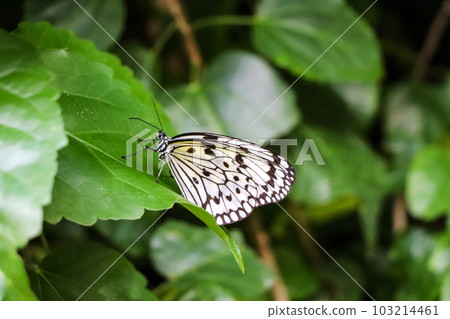 在一片綠色葉子棲息的想法leuconoe 在一片綠色葉子棲息的想法leuconoe 103214461