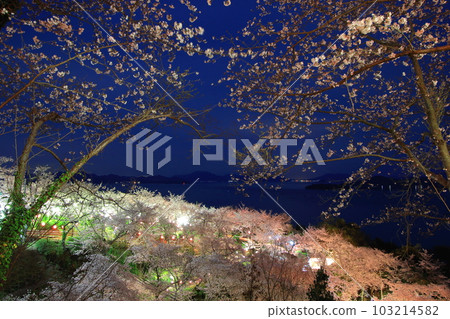 夜幕下飄浮在松福寺山公園的櫻花 夜幕下飄浮在松福寺山公園的櫻花 103214582