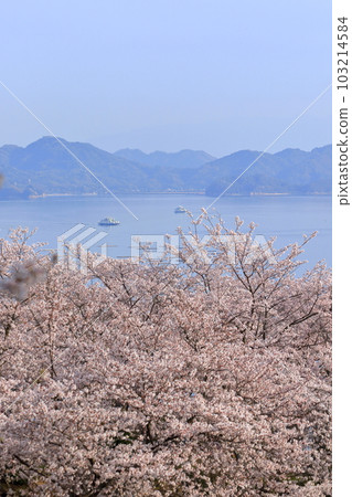 櫻花和平靜的瀨戶海 櫻花和平靜的瀨戶海 103214584