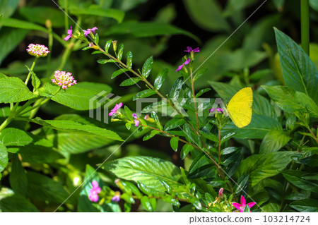 Flowers and yellow butterflies in the park Flowers and yellow butterflies in the park 103214724