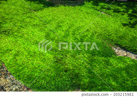 Ushidogawa 103215981