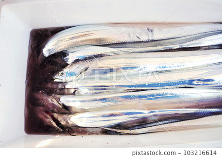 Freshly caught cutlass in a cooler box Freshly caught cutlass in a cooler box 103216614